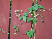 knot bindweed, black bindweed, ivy bindweed, climbing bindweed (Polygonum convolvulus)
